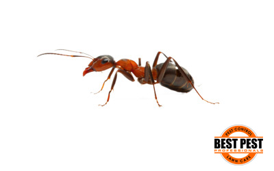 Ants