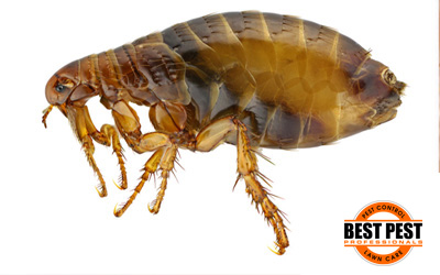Fleas