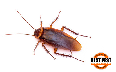Cockroaches