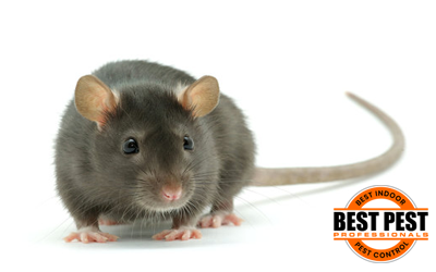 Rodents