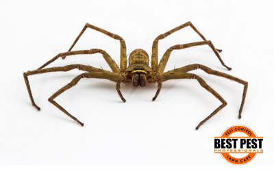 Spiders